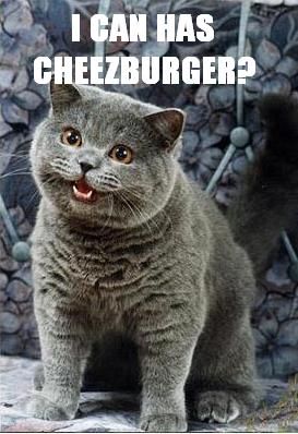 Image result for i can haz cheezburger